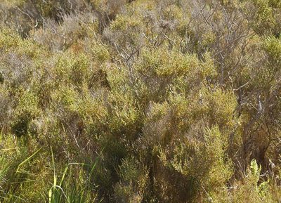 Tecticornia arbuscula, photographed by Rod Lowther