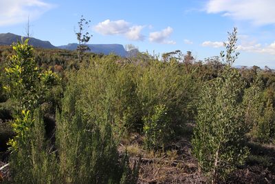 Melaleuca hypericifolia, photographed by Tony Rebelo