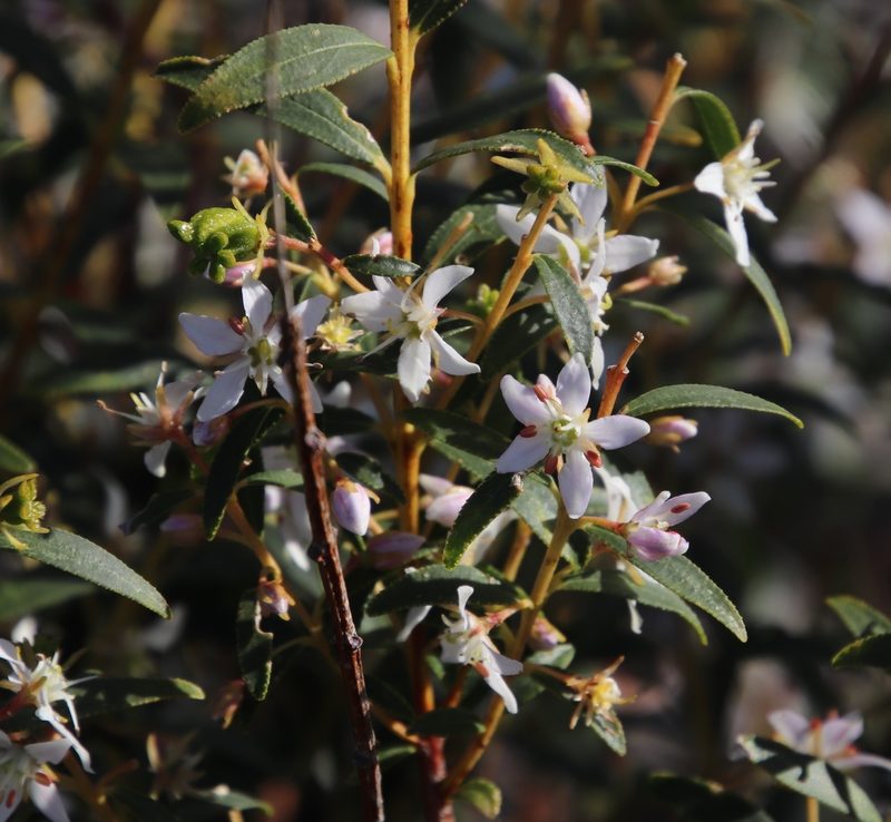 Agathosma betulina, photographed by Tony Rebelo