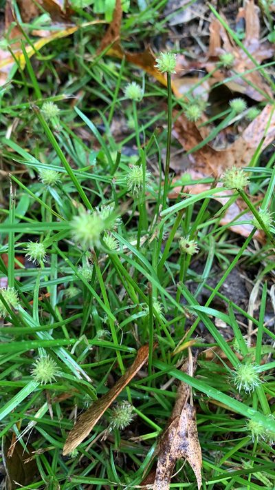 Cyperus brevifolioides, photographed by inbetweenbays