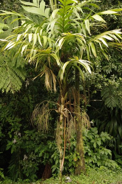 Geonoma interrupta, photographed by Eric Knight