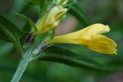 Melampyrum subalpinum, photographed by Patrick Hacker