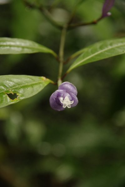 Psychotria urbaniana, photographed by Eric Knight