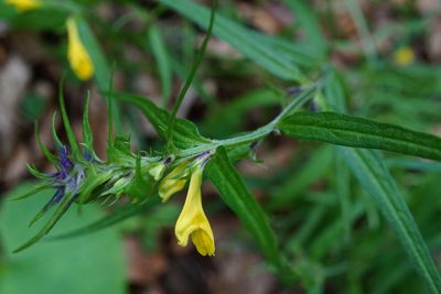 Melampyrum subalpinum, photographed by Patrick Hacker