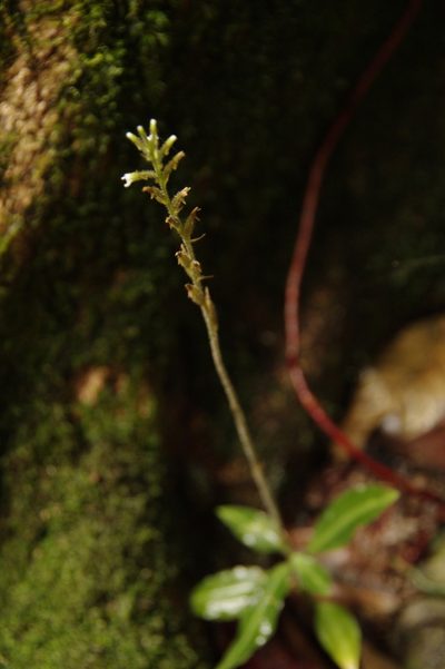 Microchilus familiaris, photographed by Eric Knight