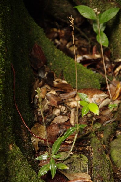 Microchilus familiaris, photographed by Eric Knight