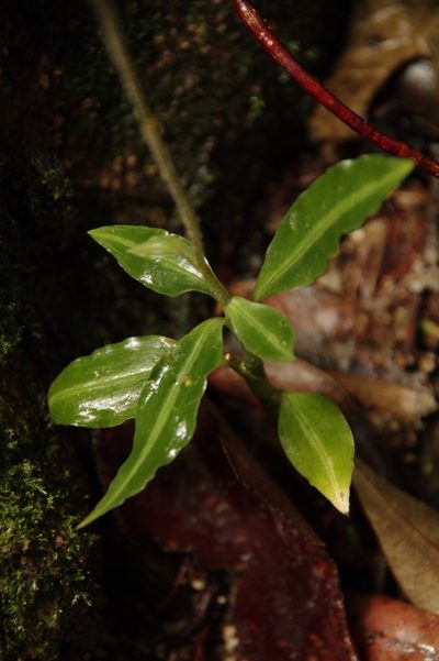 Microchilus familiaris, photographed by Eric Knight