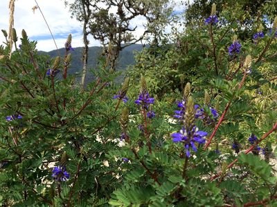 Dalea coerulea, photographed by desertnaturalist
