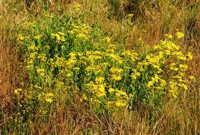 Senecio pinnatifolius, photographed by Rod Lowther
