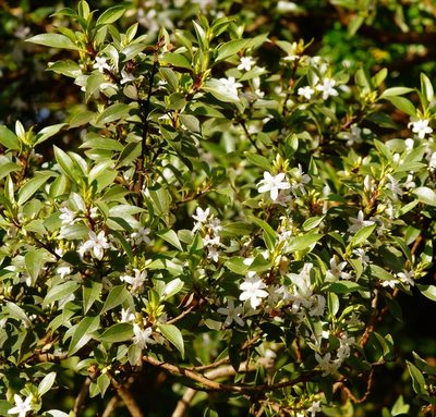 Myoporum petiolatum, photographed by Rod Lowther