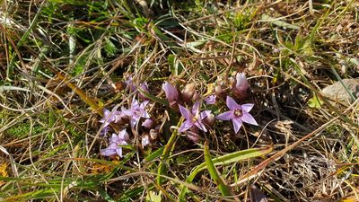 Gentianella biebersteinii, photographed by Ким Виктория