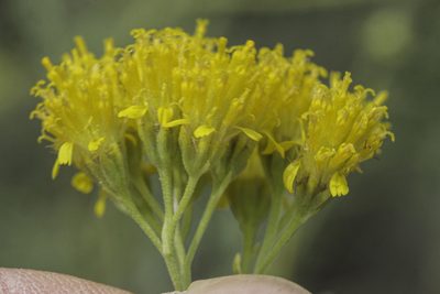 Hymenothrix wislizeni, photographed by Craig Martin