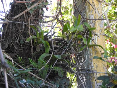 Gomesa bifolia, photographed by Eduardo Luis Beltrocco