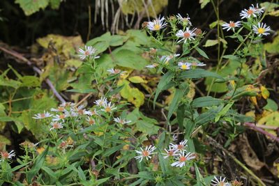 Symphyotrichum firmum, photographed by Quinten Wiegersma
