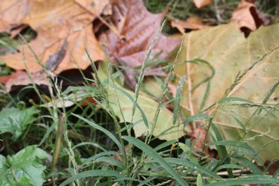 Muhlenbergia schreberi, photographed by Quinten Wiegersma