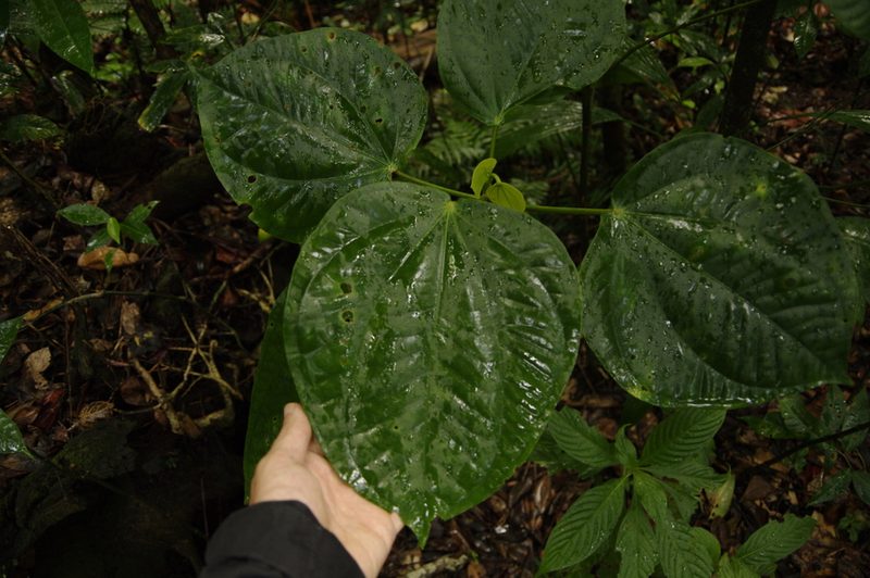 Graffenrieda latifolia, photographed by Eric Knight