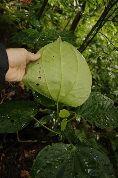 Graffenrieda latifolia, photographed by Eric Knight