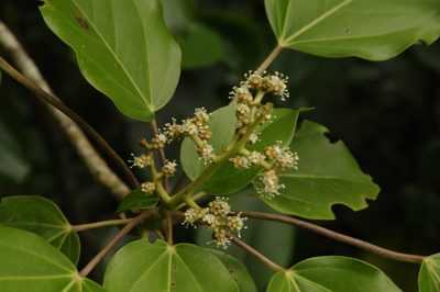 Oreopanax capitatus, photographed by Eric Knight