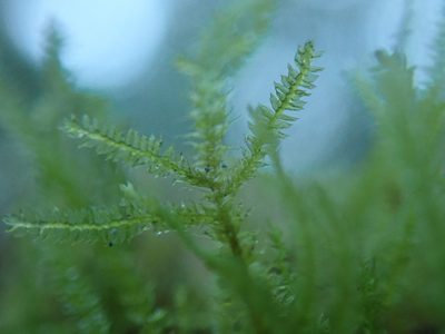 Heterocladiella procurrens, photographed by Randal