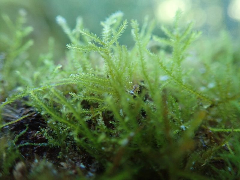 Heterocladiella procurrens, photographed by Randal