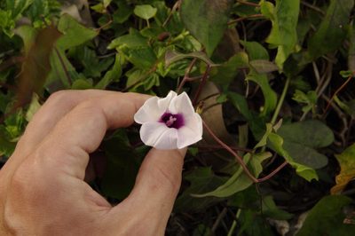 Ipomoea tiliacea, photographed by Eric Knight