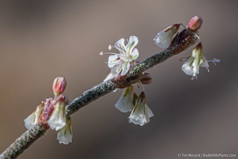 Eriogonum palmerianum, photographed by Tim Messick
