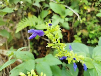 Salvia mexicana, photographed by Juan Carlos Pérez Magaña