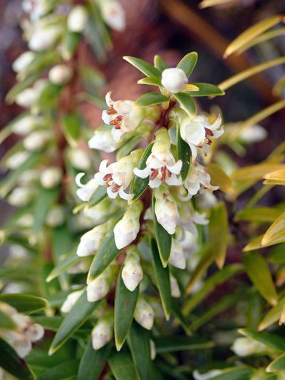 Leptecophylla robusta, photographed by Peter de Lange