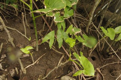 Montrichardia arborescens, photographed by Eric Knight