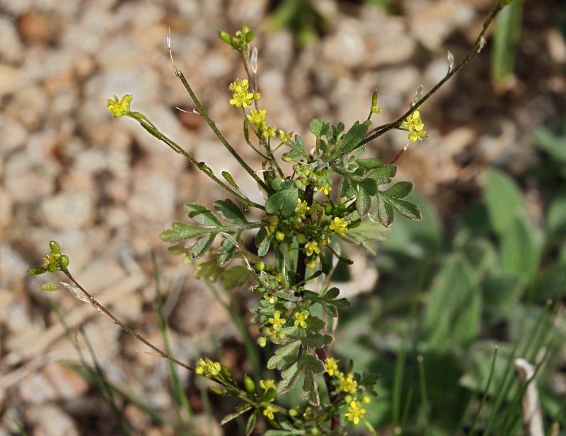 Descurainia californica, photographed by Steve Matson