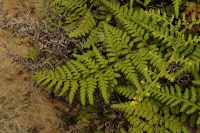 Pityrogramma chrysophylla, photographed by Eric Knight