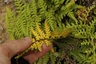 Pityrogramma chrysophylla, photographed by Eric Knight