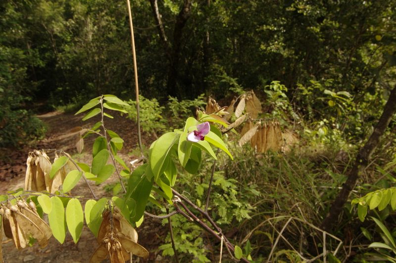 Securidaca diversifolia, photographed by Eric Knight