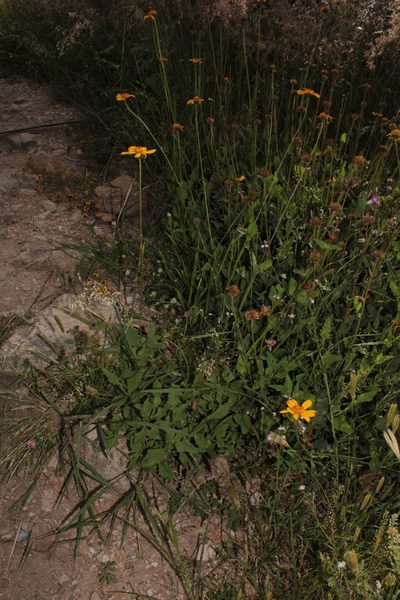 Verbesina pedunculosa, photographed by Arturo Castro Castro