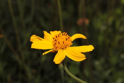 Verbesina pedunculosa, photographed by Arturo Castro Castro