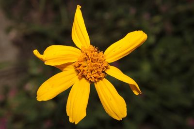 Verbesina pedunculosa, photographed by Arturo Castro Castro