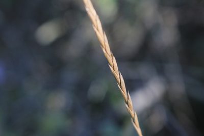Elymus violaceus, photographed by Quinten Wiegersma