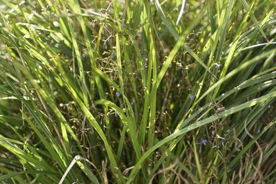 Dianella brevicaulis, photographed by Rod Lowther