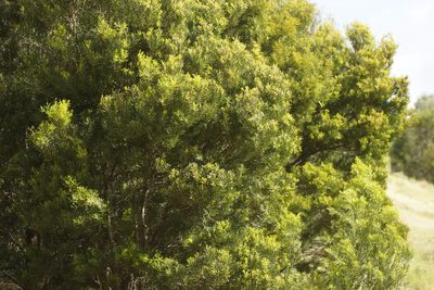 Acacia uncifolia, photographed by Rod Lowther