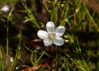 Montia australasica, photographed by Rod Lowther