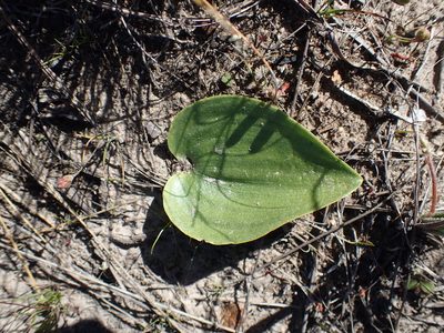 Eriospermum capense, photographed by Di Turner