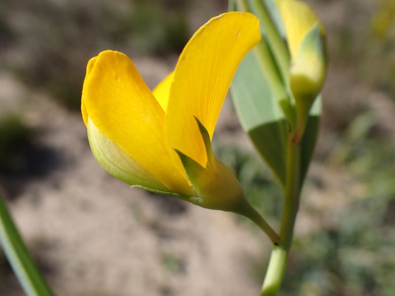 Rafnia racemosa, photographed by Di Turner