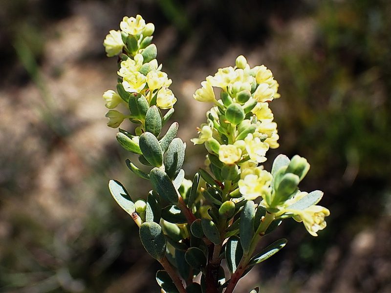 Clutia polifolia, photographed by Di Turner