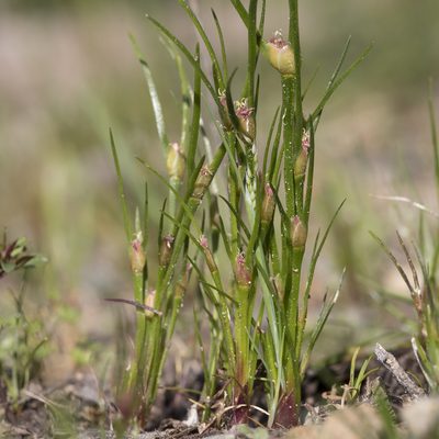 Centrolepis aristata, photographed by Kym Nicolson