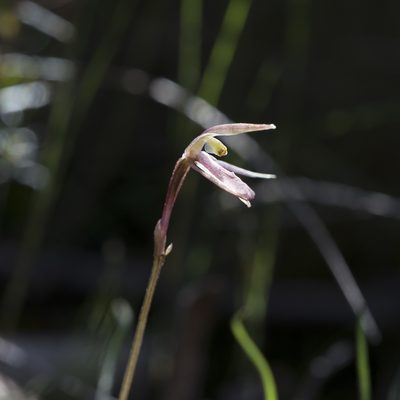 Cyrtostylis reniformis, photographed by Kym Nicolson