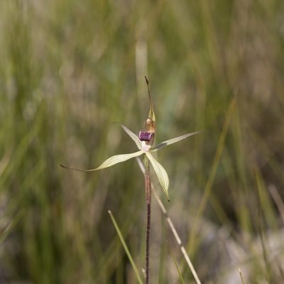 Caladenia leptochila, photographed by Kym Nicolson