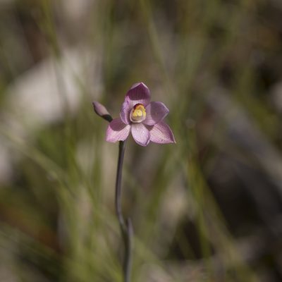 Thelymitra rubra, photographed by Kym Nicolson