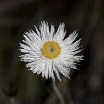 Chrysocephalum baxteri, photographed by Kym Nicolson