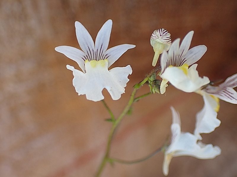 Nemesia bicornis, photographed by Di Turner