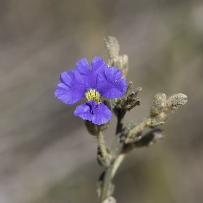 Dampiera dysantha, photographed by Kym Nicolson